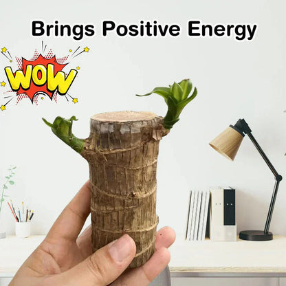 😌Lucky Brazil Wood Potted Plant🍀 [Buy 1 Get 1 Free]