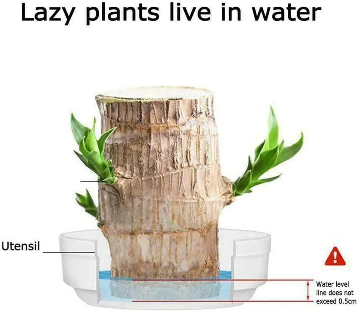 😌Lucky Brazil Wood Potted Plant🍀 [Buy 1 Get 1 Free]
