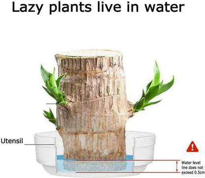 😌Lucky Brazil Wood Potted Plant🍀 [Buy 1 Get 1 Free]
