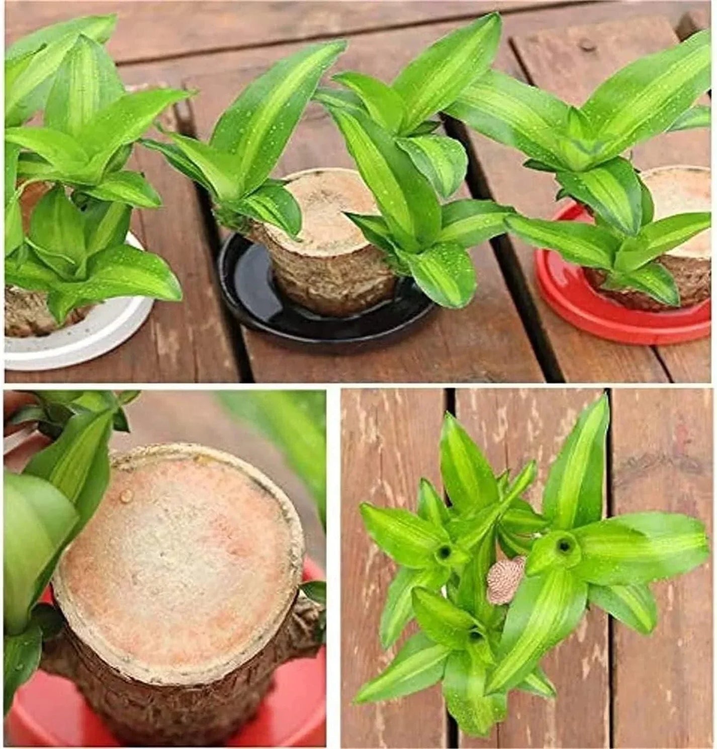 😌Lucky Brazil Wood Potted Plant🍀 [Buy 1 Get 1 Free]