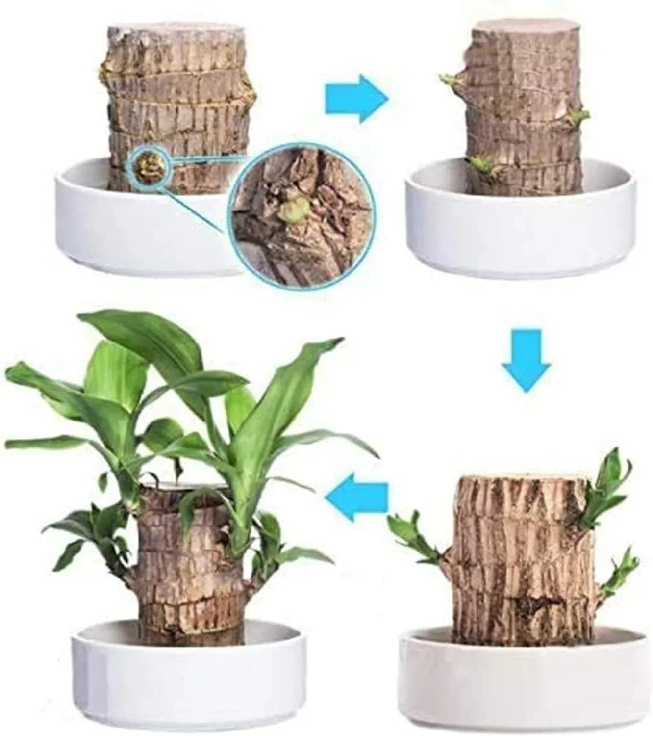 😌Lucky Brazil Wood Potted Plant🍀 [Buy 1 Get 1 Free]