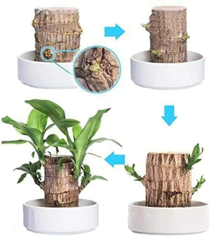 😌Lucky Brazil Wood Potted Plant🍀 [Buy 1 Get 1 Free]