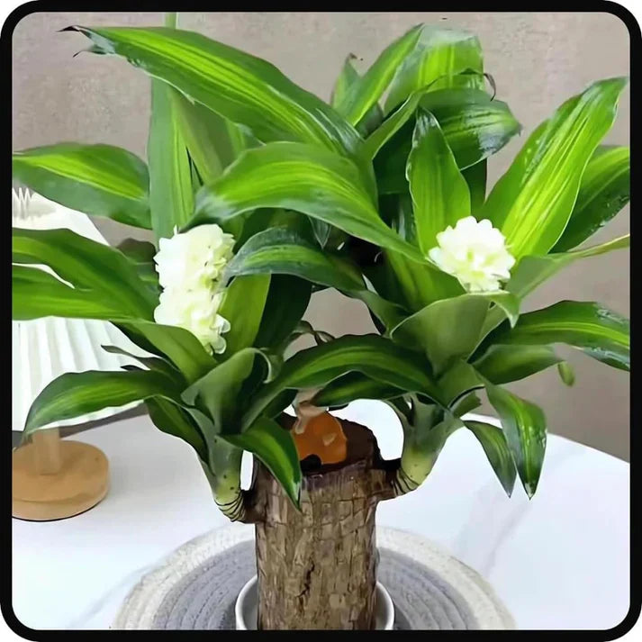 😌Lucky Brazil Wood Potted Plant🍀 [Buy 1 Get 1 Free]