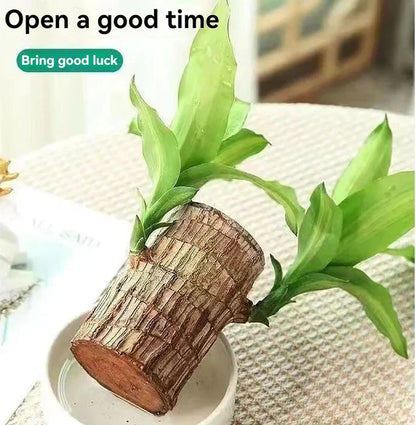 😌Lucky Brazil Wood Potted Plant🍀 [Buy 1 Get 1 Free]