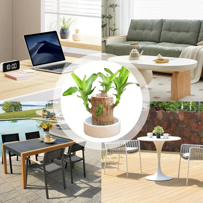 😌Lucky Brazil Wood Potted Plant🍀 [Buy 1 Get 1 Free]