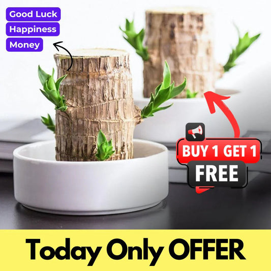 😌Lucky Brazil Wood Potted Plant🍀 [Buy 1 Get 1 Free]